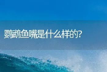 鹦鹉鱼嘴是什么样的？