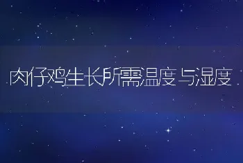 优质长毛兔嵊州长毛兔