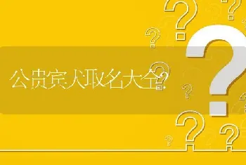 公贵宾犬取名大全？