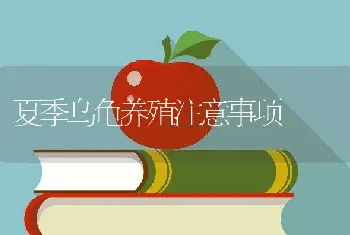 夏季乌龟养殖注意事项