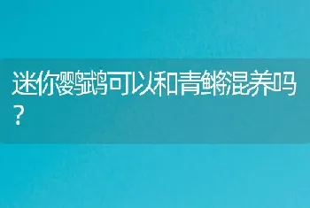 迷你鹦鹉可以和青鳉混养吗？