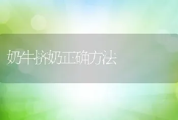 奶牛挤奶正确方法