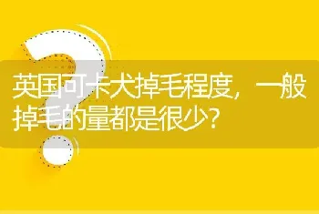 英国可卡犬掉毛程度，一般掉毛的量都是很少？