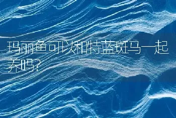 玛丽鱼可以和特蓝斑马一起养吗？