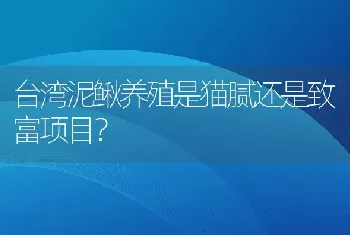 台湾泥鳅养殖是猫腻还是致富项目？