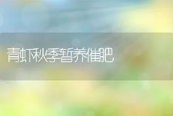 青虾秋季暂养催肥