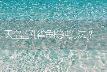 天空蓝孔雀鱼提纯方法？