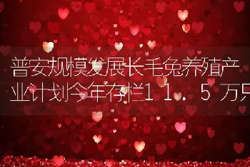 普安规模发展长毛兔养殖产业计划今年存栏11.5万只