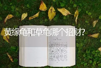 黄缘龟和草龟哪个招财？