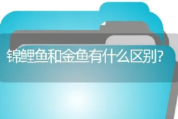 锦鲤鱼和金鱼有什么区别？