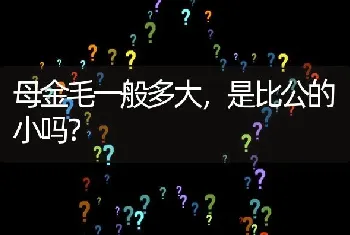 母金毛一般多大，是比公的小吗？