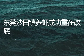 东莞沙田镇养虾成功重在改底