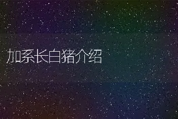 加系长白猪介绍