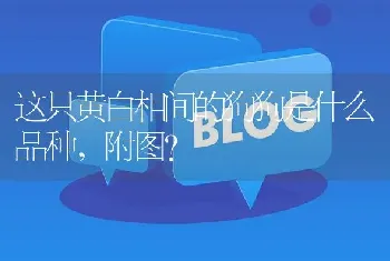 这只黄白相间的狗狗是什么品种，附图？