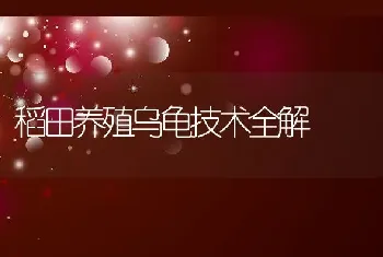 稻田养殖乌龟技术全解