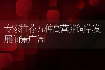 专家推荐五种高营养饲草发展前景广阔