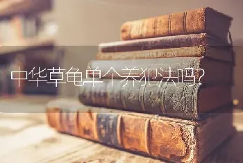 红耳龟和黄耳龟有什么区别啊？两者可以交配吗？