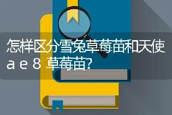 想养只猫,美短,和英短哪个性格比较好?爱干净？不粘人？