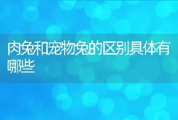 肉兔和宠物兔的区别具体有哪些