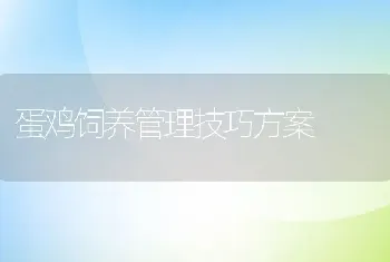 蛋鸡饲养管理技巧方案