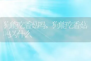 狗能吃香菇吗，狗能吃香菇吗为什么