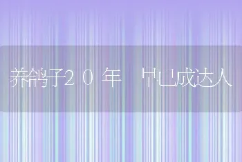 养鸽子20年 早已成达人