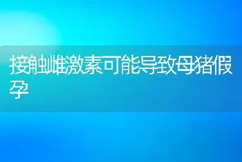 接触雌激素可能导致母猪假孕