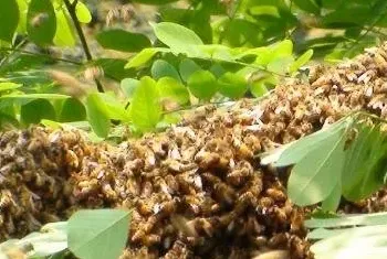 蜜蜂多少海拔地区适合养殖？