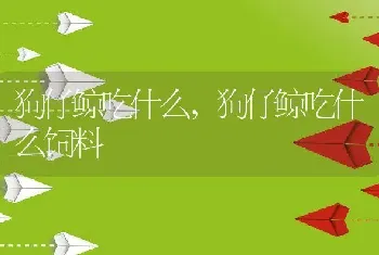 狗仔鲸吃什么，狗仔鲸吃什么饲料