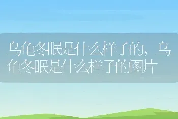 乌龟冬眠是什么样子的，乌龟冬眠是什么样子的图片