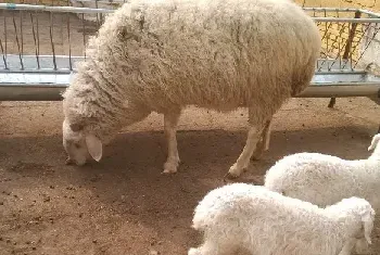 小尾寒羊配种期饲养