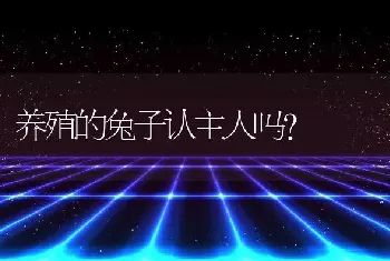 养殖的兔子认主人吗？