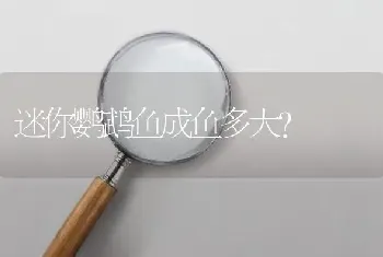 黄金螺产卵了，如何繁殖？