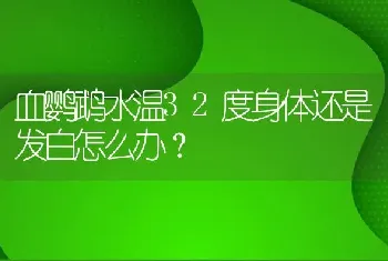 血鹦鹉水温32度身体还是发白怎么办？