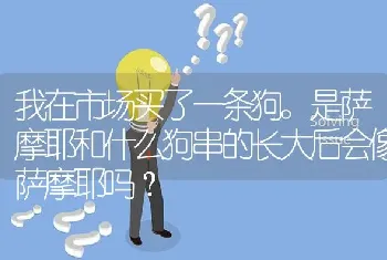 我在市场买了一条狗。是萨摩耶和什么狗串的长大后会像萨摩耶吗？