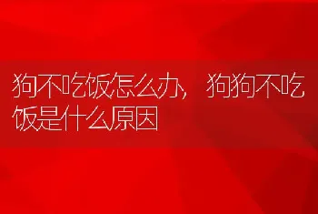 狗不吃饭怎么办，狗狗不吃饭是什么原因