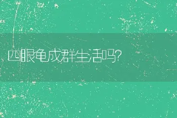 四眼龟成群生活吗？