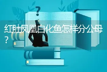 红肚凤凰白化鱼怎样分公母？