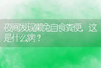 夜间发现獭兔自食粪便，这是什么病？