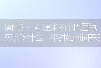 请问3~4厘米的小巴西龟应该吃什么,平时如何饲养？