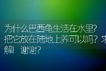 为什么巴西龟生活在水里?把它放在陆地上养可以吗？求解!谢谢？