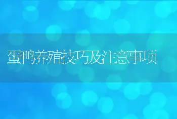 蛋鸭养殖技巧及注意事项