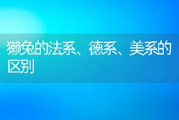 獭兔的法系、德系、美系的区别