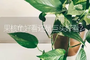 果核龟好看还是巨头好看？