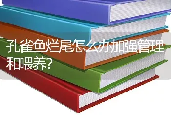 孔雀鱼烂尾怎么办加强管理和喂养？