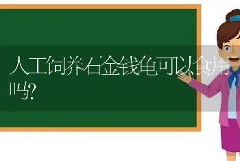 人工饲养石金钱龟可以食用吗？