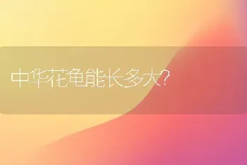 中华花龟能长多大？