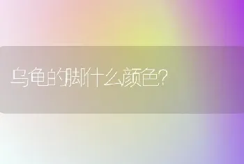 蓝猫和英短哪个价格贵？