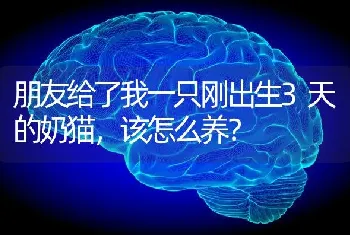 世界上十大贵宾狗？