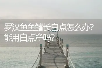 罗汉鱼鱼鳍长白点怎么办？能用白点净吗？